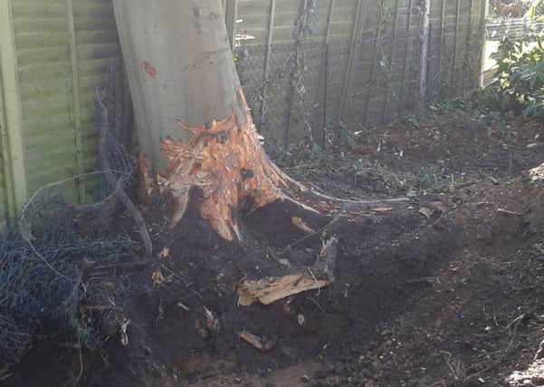 The damage caused to the beech tree at Dean Sayer's property was so severe the tree had to be removed.