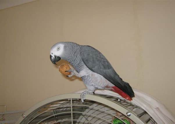 Charles, the missing African Grey Parrot