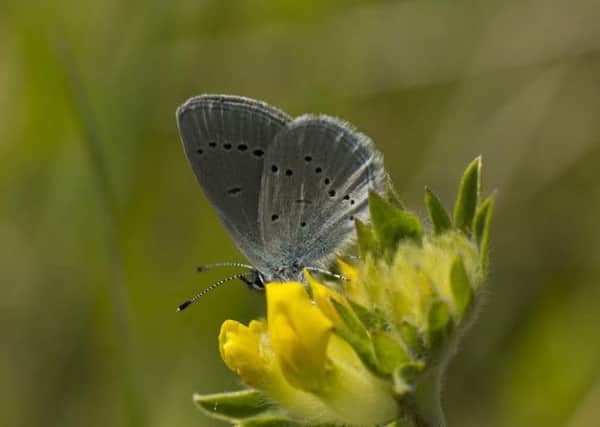 Small Blue butterfly. Picture by TJ Southgate.