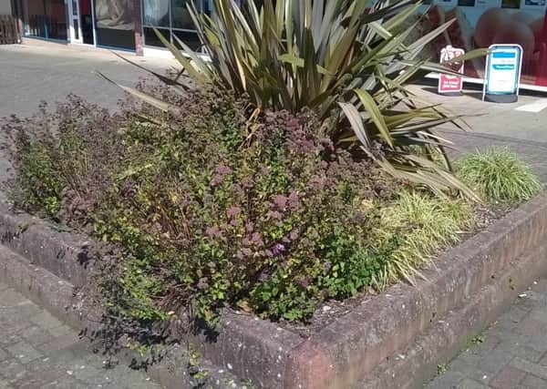 One of the planters at Oaks Precinct, Kenilworth