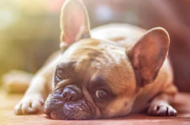 Do you regularly check your dog for ticks?