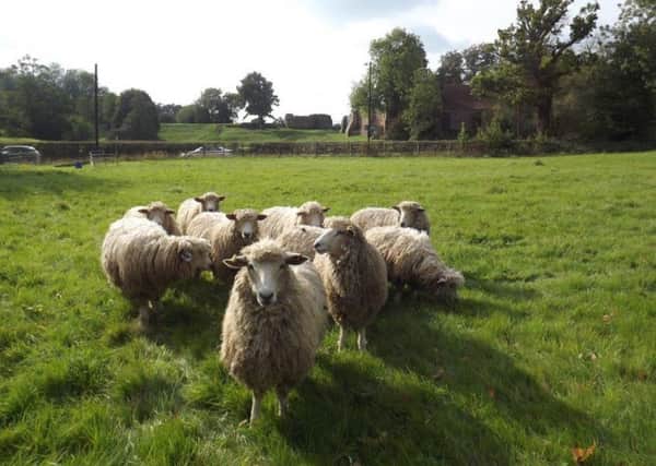 The flock of rare Cotswold sheep in the 'Pony Paddock' field off Castle Road
