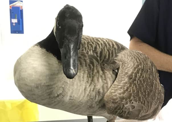 The goose which was shot in Warwick