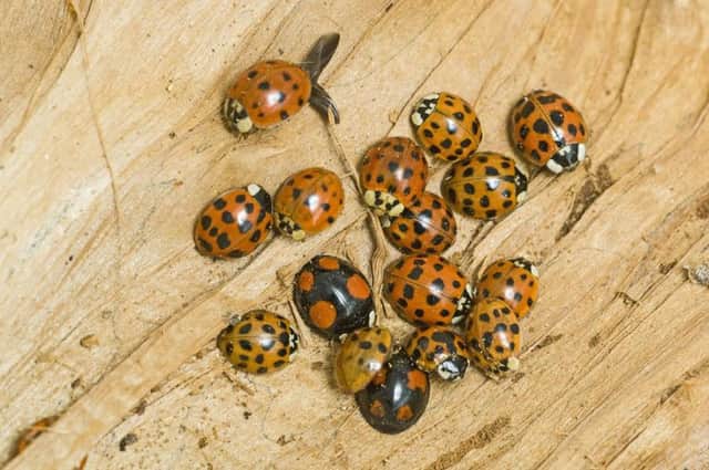 A mixture of ladybirds including the harlequin