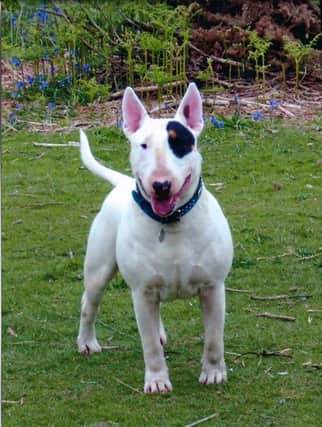 English bull terrier Arthur, who once played the part of Bullseye in a production of Oliver! in Northampton.