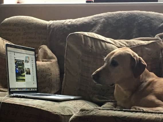 Petflix and chill: scientists develop films for cats and dogs to reduce stress caused by fireworks