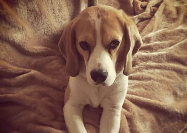 Harvey the Beagle.