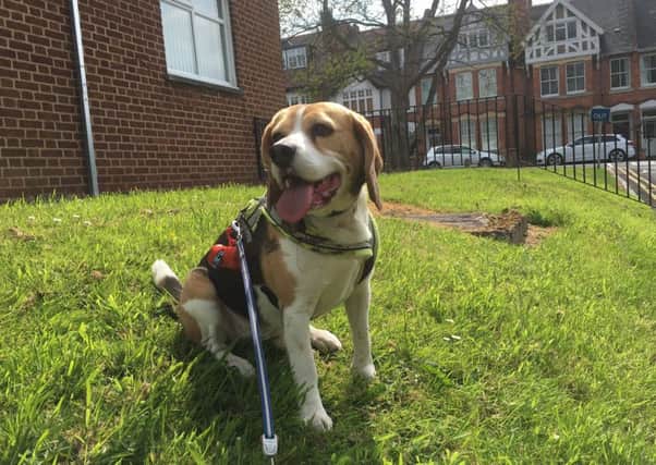 Harvey the beagle.