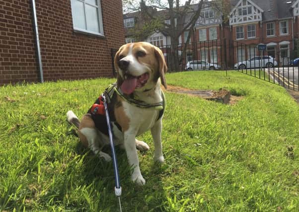 Harvey the Beagle became ill after suspectedly eating rat poison while on a walk near Warwick racecourse.