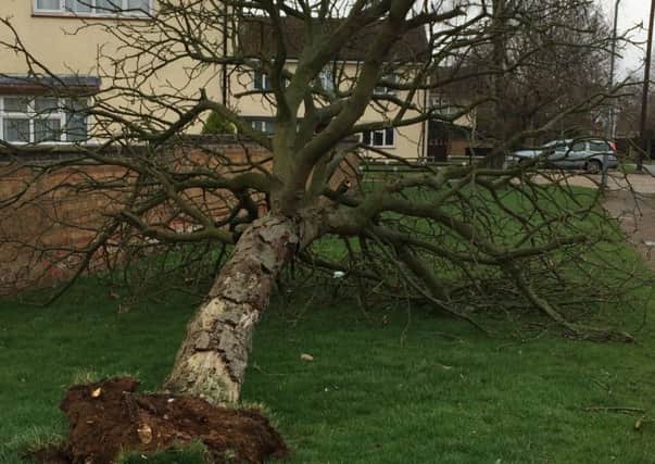 An uprooted tree in Nelson Way, Rugby