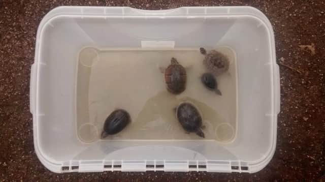 The five turtles were found in a clear 40-litre Wilko box. Photo by RSPCA NNL-170323-131518001