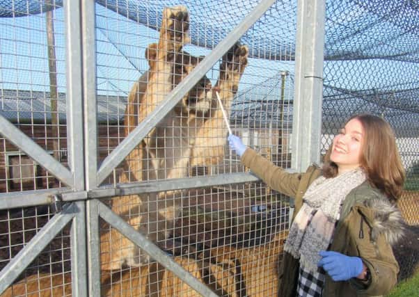 Cast members have observed lions up close at West Midlands Safari Park