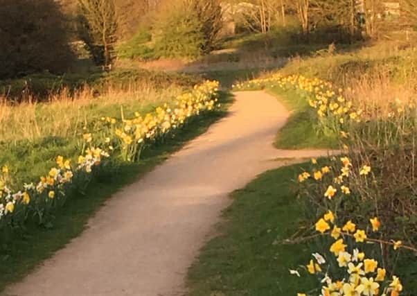 The daffodils on the riverside walk planted by  Ken Nielsen.