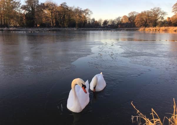 A photo of swans on Abbey Fields' lake, taken by Bev Flowers