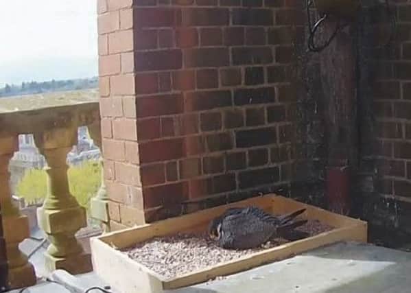One of the Peregrine Falcons nesting in the tower at Leamington town hall.