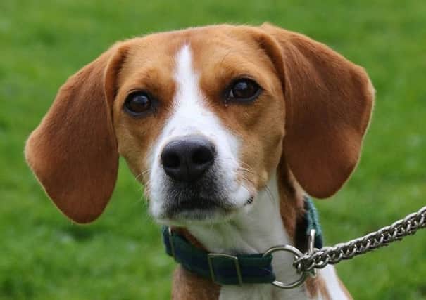 Beagle Buttercup is up for adoption at Pawprints. Photo: Wendy Russell/Pawprints Dog Rescue NNL-170205-164745001