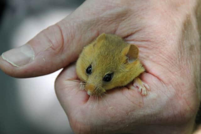 Hazel dormice were being introduced into the Warwickshire population at a secret location on Tuesday. MHLC-20-06-17 hazel dormice NNL-170620-221618009