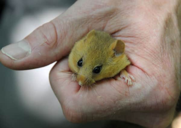 Hazel dormice were being introduced into the Warwickshire population at a secret location on Tuesday. MHLC-20-06-17 hazel dormice NNL-170620-221618009