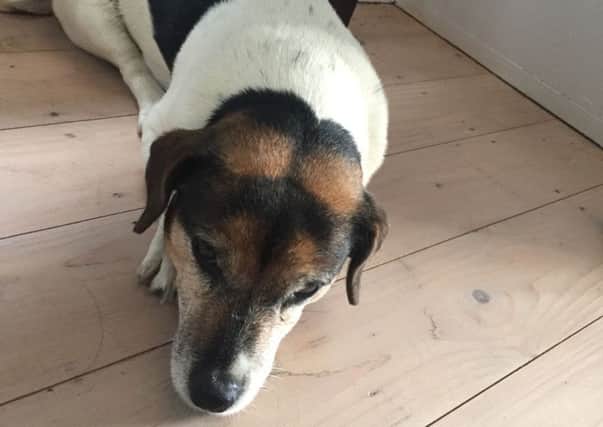 Millie the Jack Russell is back home after her scary ordeal NNL-170713-153225001