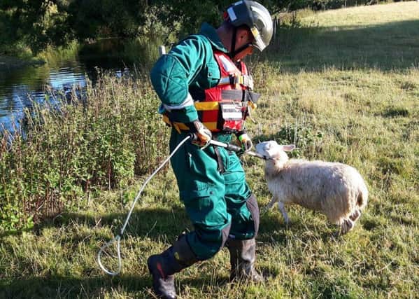 The sheep after being pulled from the river. Picture: Warwickshire Fire and Rescue Service
