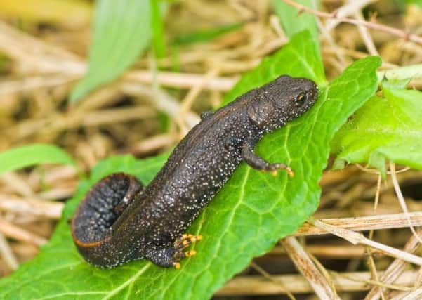 The new habitats should help populations of great-crested newts
