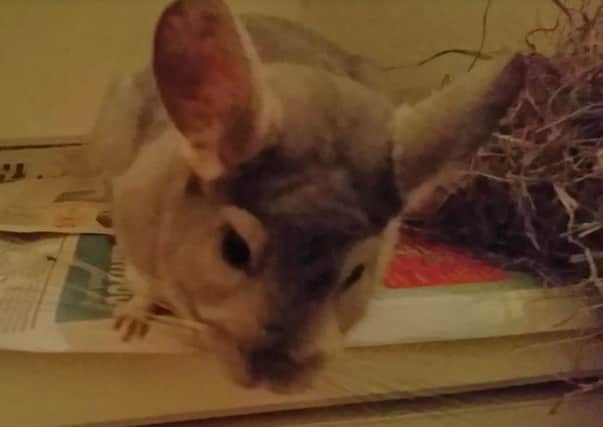 The chinchilla that was found in Warwick. Photo supplied by RSPCA.